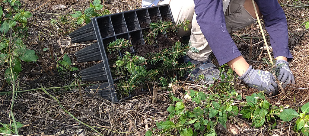 Person plants young plants