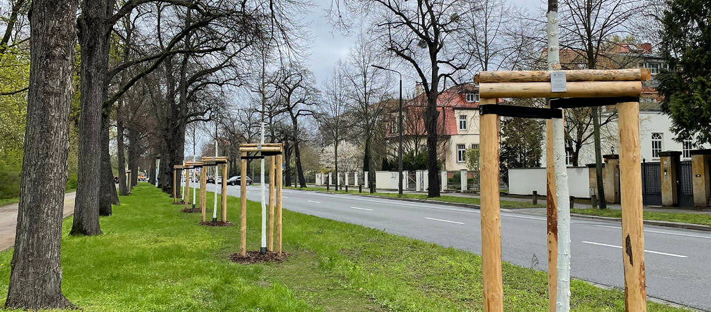 Avenue of trees along a road